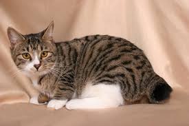 Japonský bobtail