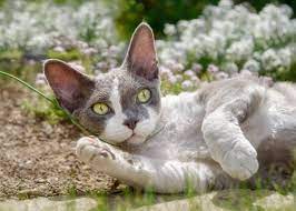 Devon Rex