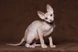 sphynx.