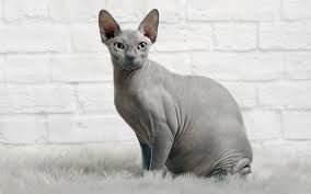 sphynx,