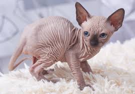 .sphynx.